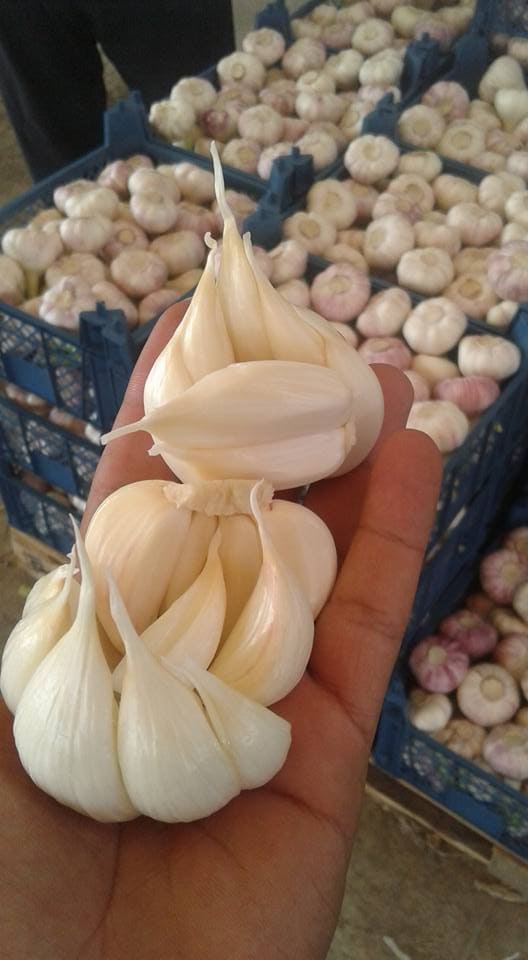 garlic